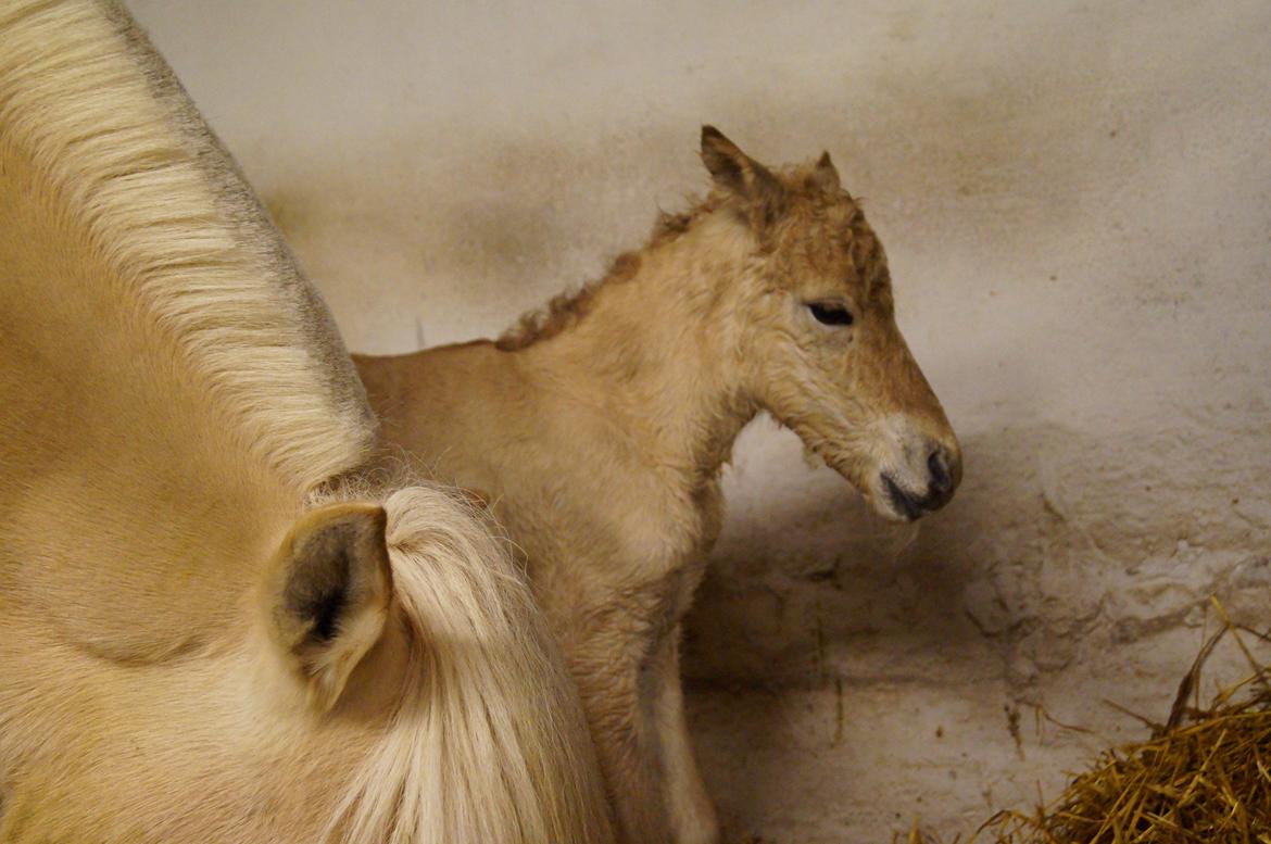 Fjordhest Højgaards Vanilla *Baby* Solgt - 2/4 ca 1½ time gammel billede 10