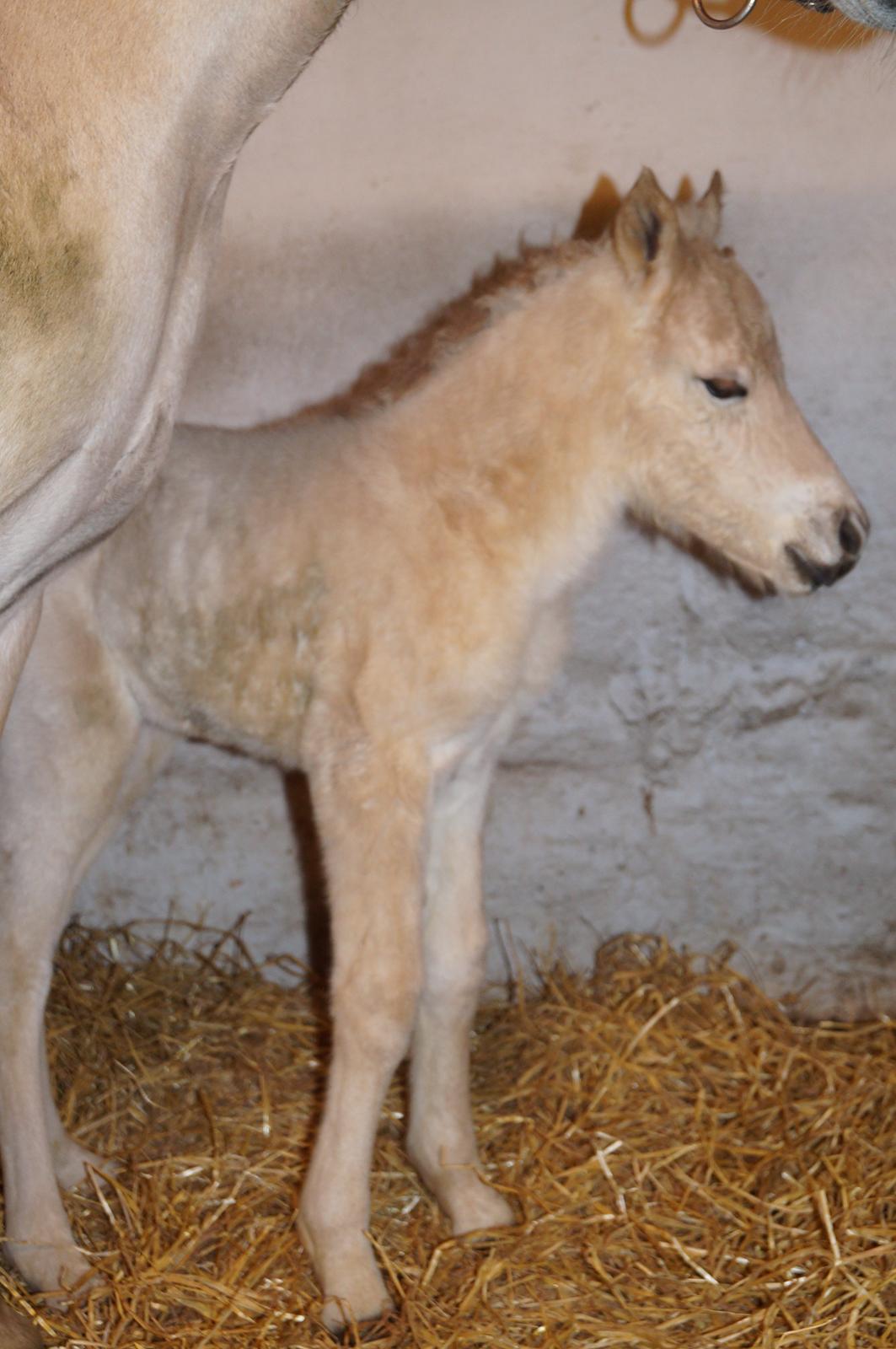 Fjordhest Højgaards Vanilla *Baby* Solgt - 2/4 ca. 12 timer gammel billede 12