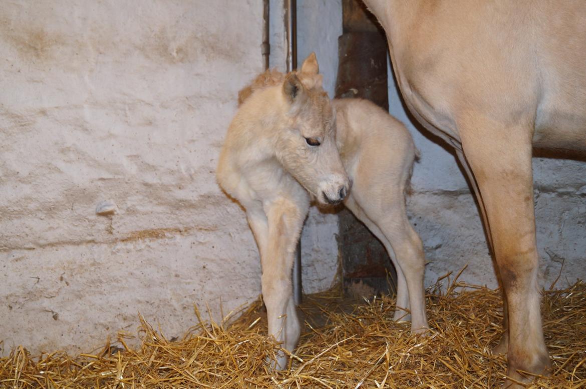 Fjordhest Højgaards Vanilla *Baby* Solgt - 2/4 ca. 12 timer gammel billede 13