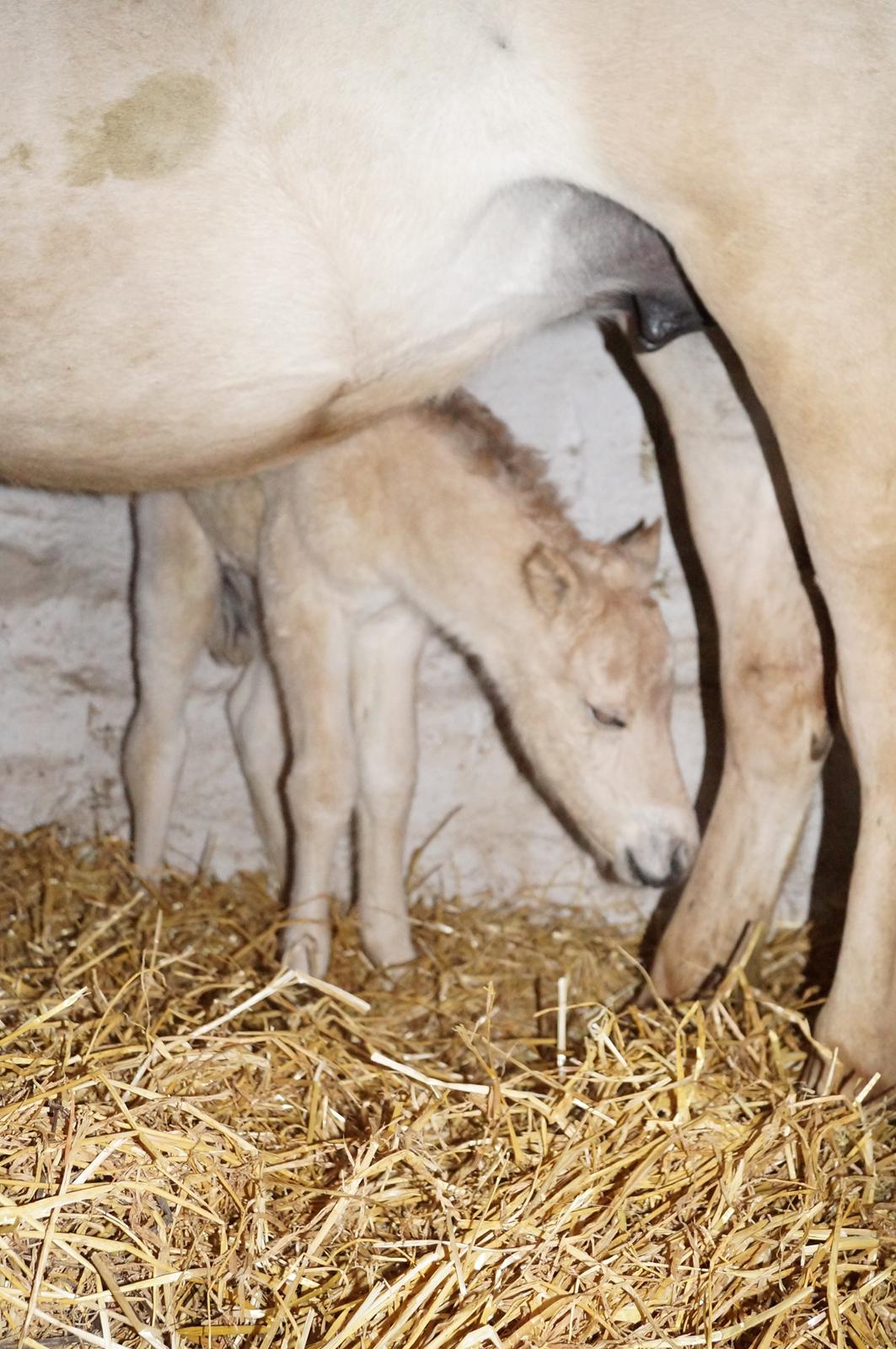 Fjordhest Højgaards Vanilla *Baby* Solgt - 2/4 ca. 12 timer gammel billede 16