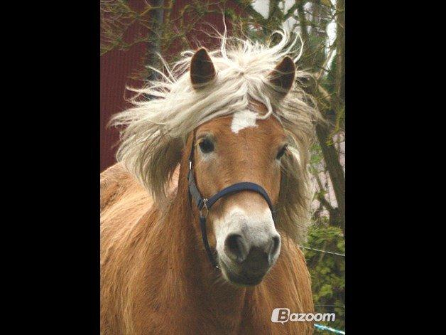 Haflinger Helena billede 6