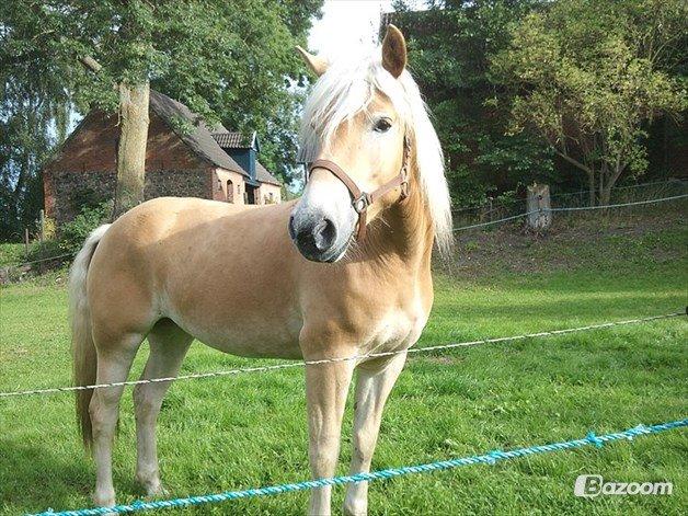 Haflinger Helena billede 9