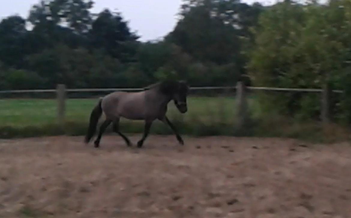 Islænder Perla fra Linå Mark billede 2