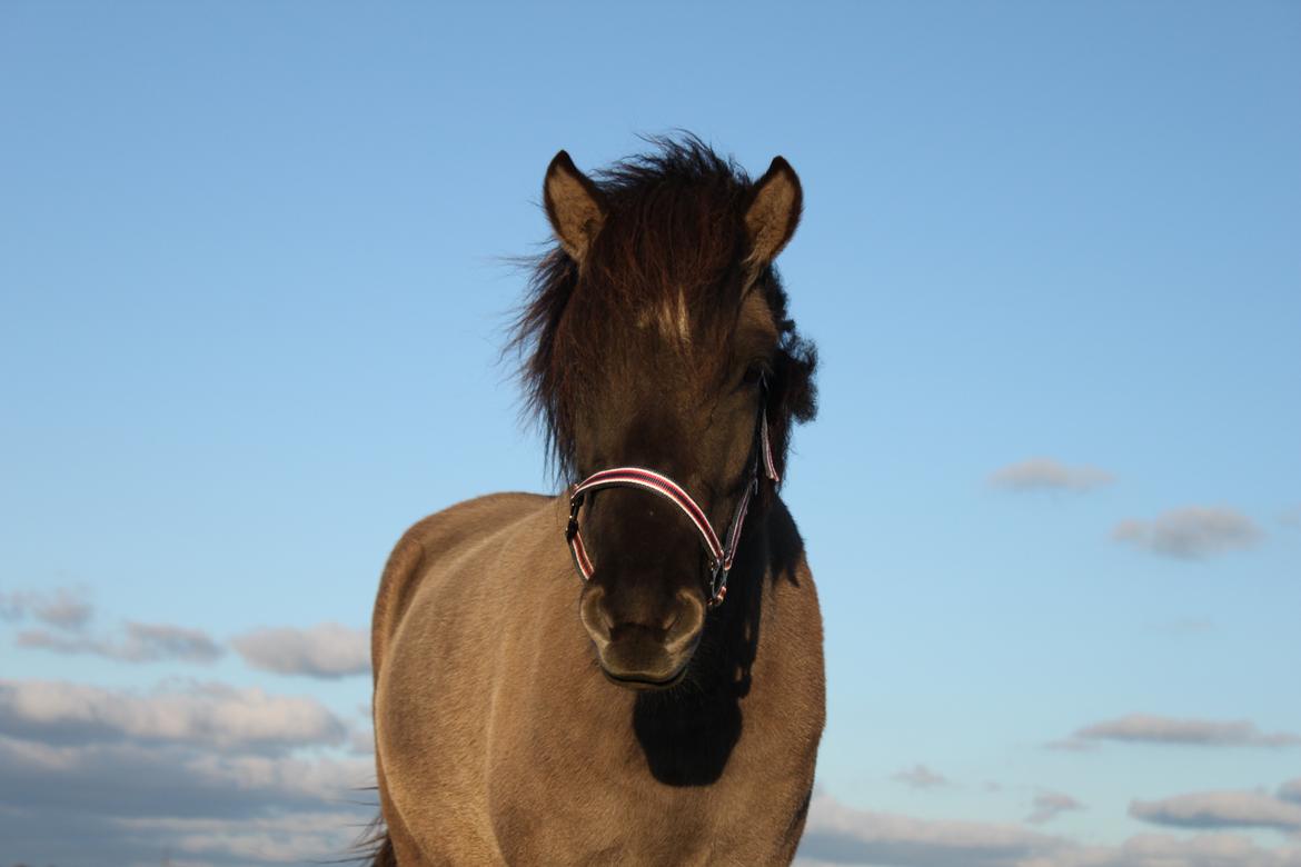 Islænder Perla fra Linå Mark billede 3