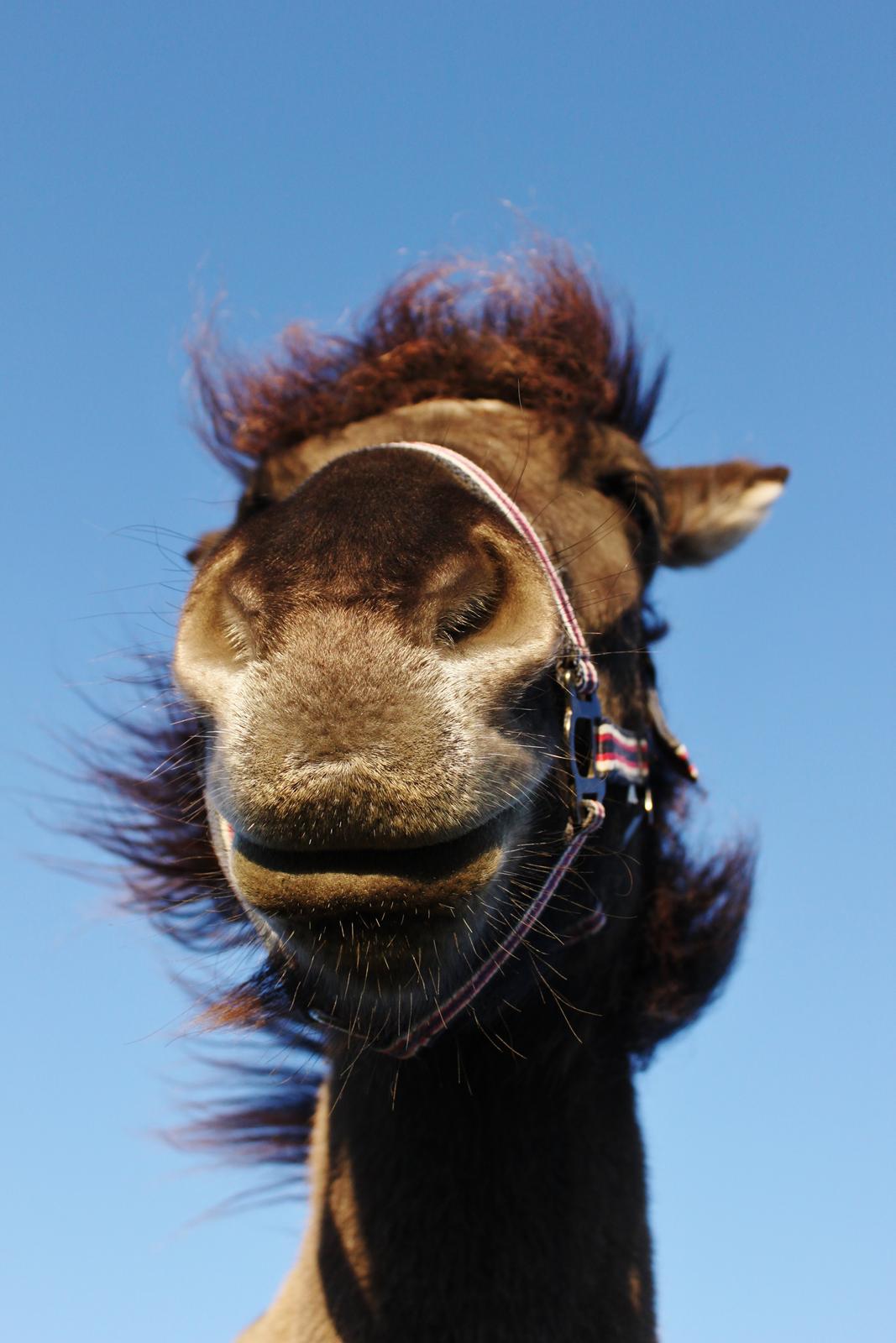 Islænder Perla fra Linå Mark billede 1