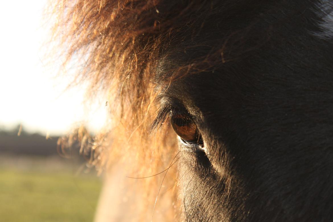 Islænder Perla fra Linå Mark billede 4