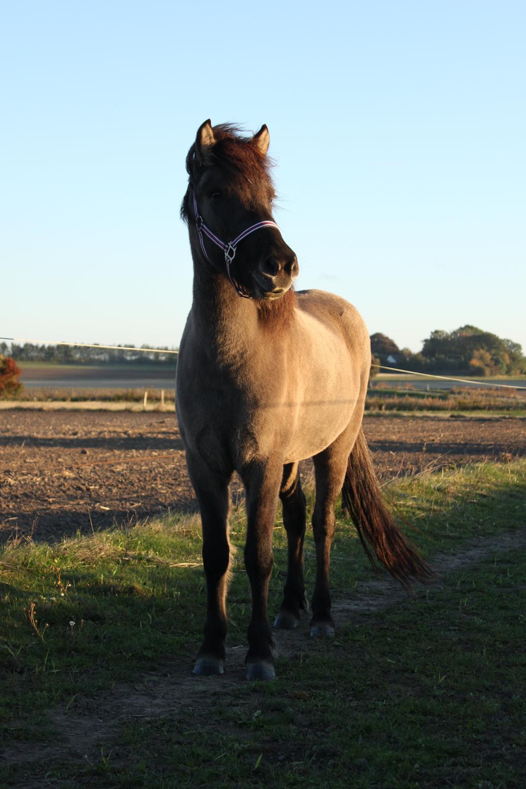 Islænder Perla fra Linå Mark billede 5