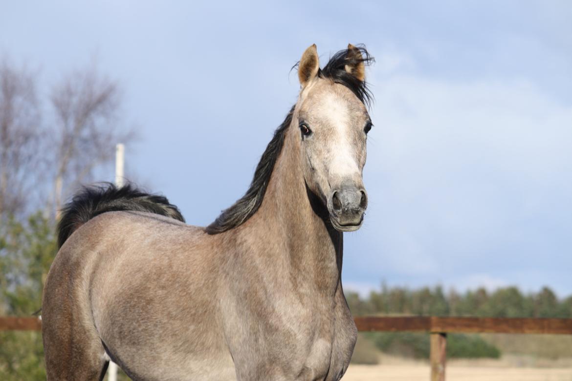 Arabisk fuldblod (OX) Farasha El Karmdal  billede 1