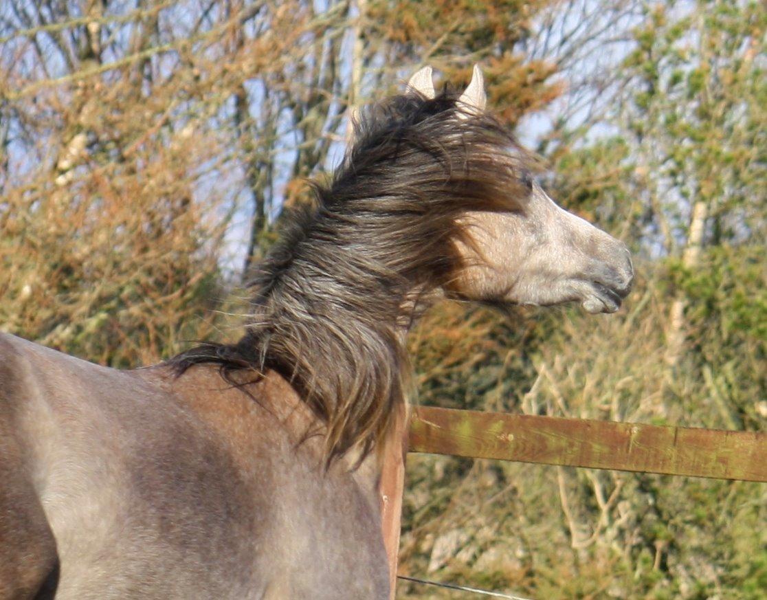 Arabisk fuldblod (OX) Farasha El Karmdal  billede 3