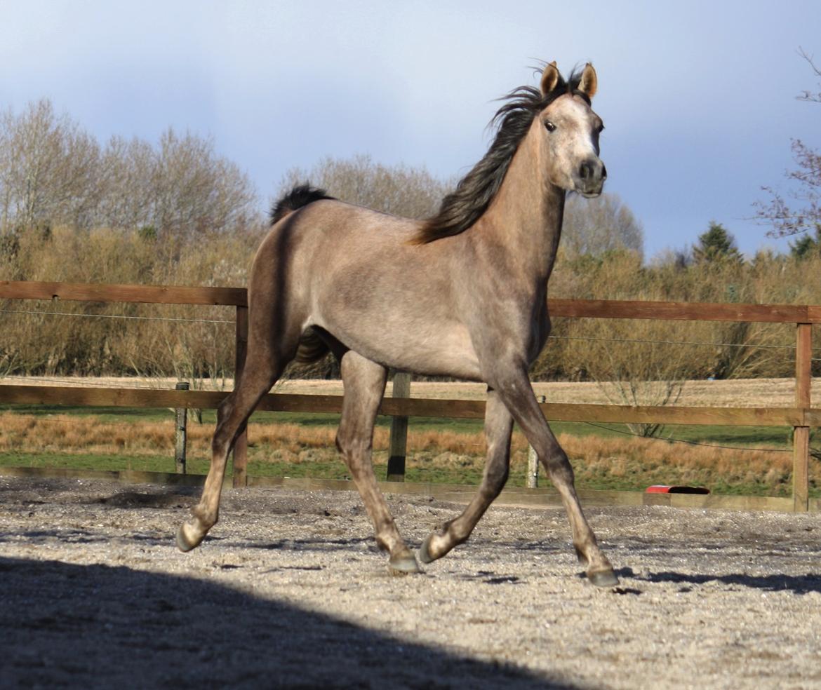 Arabisk fuldblod (OX) Farasha El Karmdal  billede 4