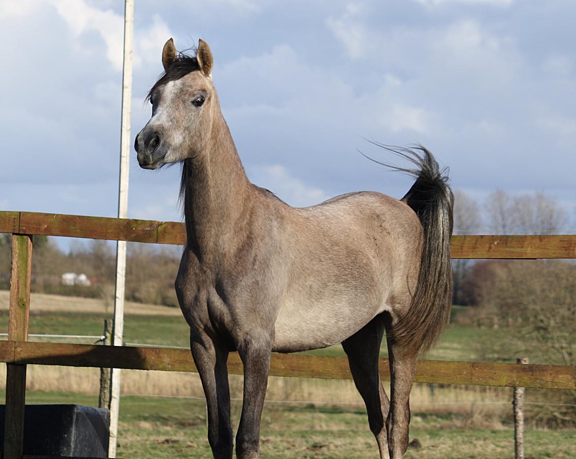 Arabisk fuldblod (OX) Farasha El Karmdal  billede 2