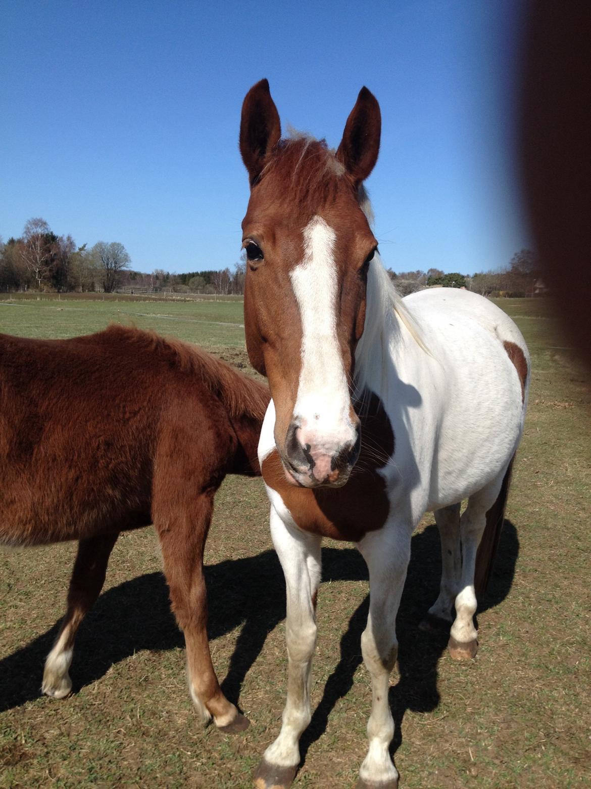 Pinto Katja billede 23