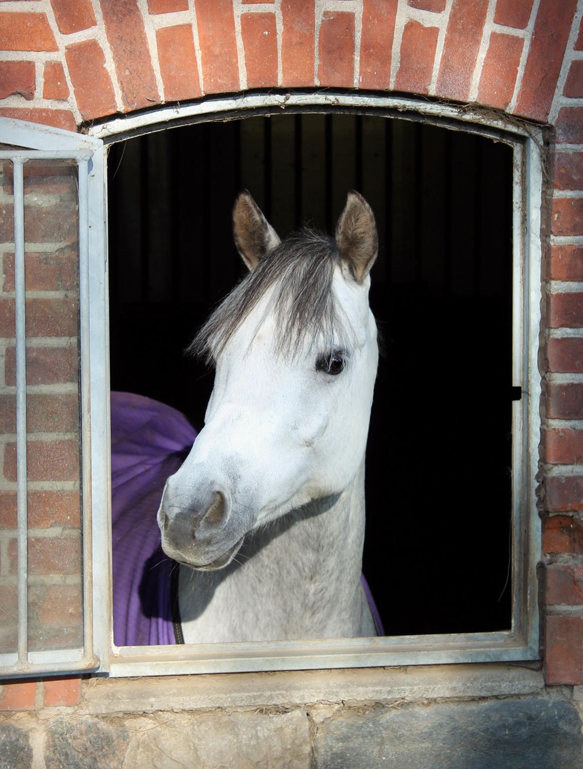 Anden særlig race CHEVAL B-pony billede 18