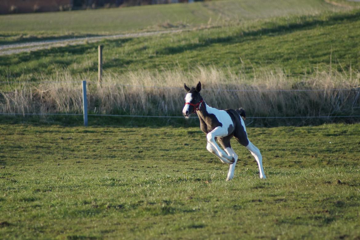 Barockpinto Elaja billede 2