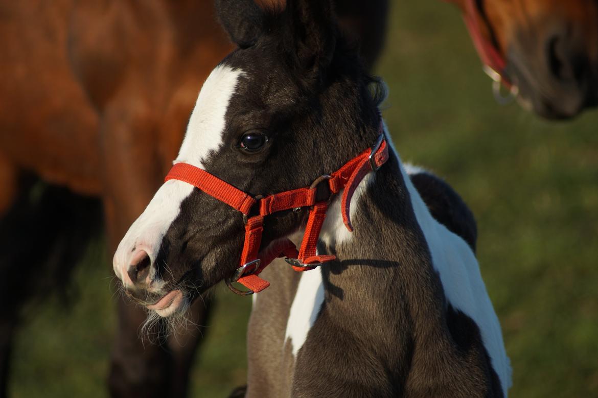 Barockpinto Elaja billede 9