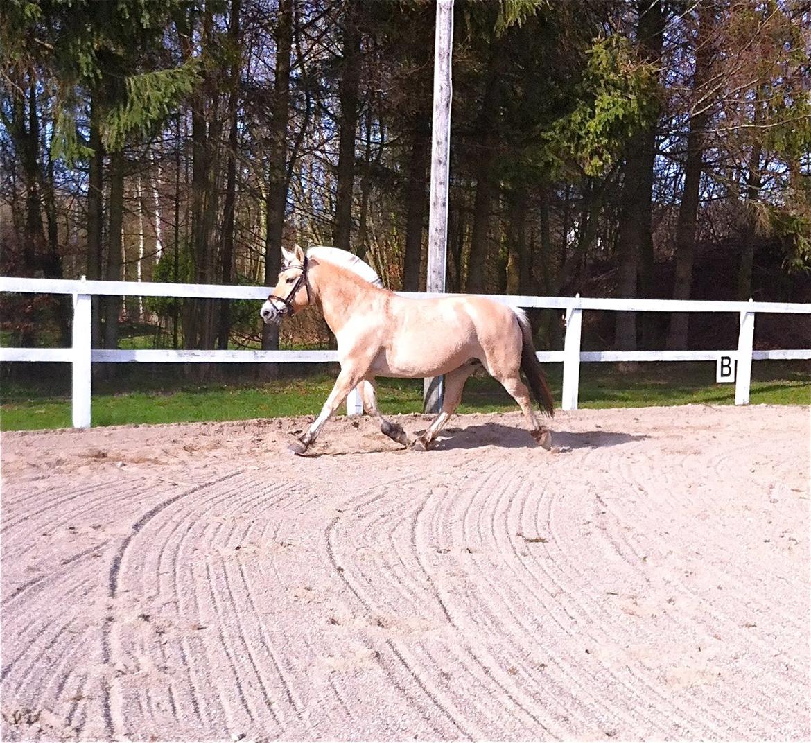 Fjordhest Hjorthøj´s Note - Lille-pigen løs på banen for første gang :D billede 2