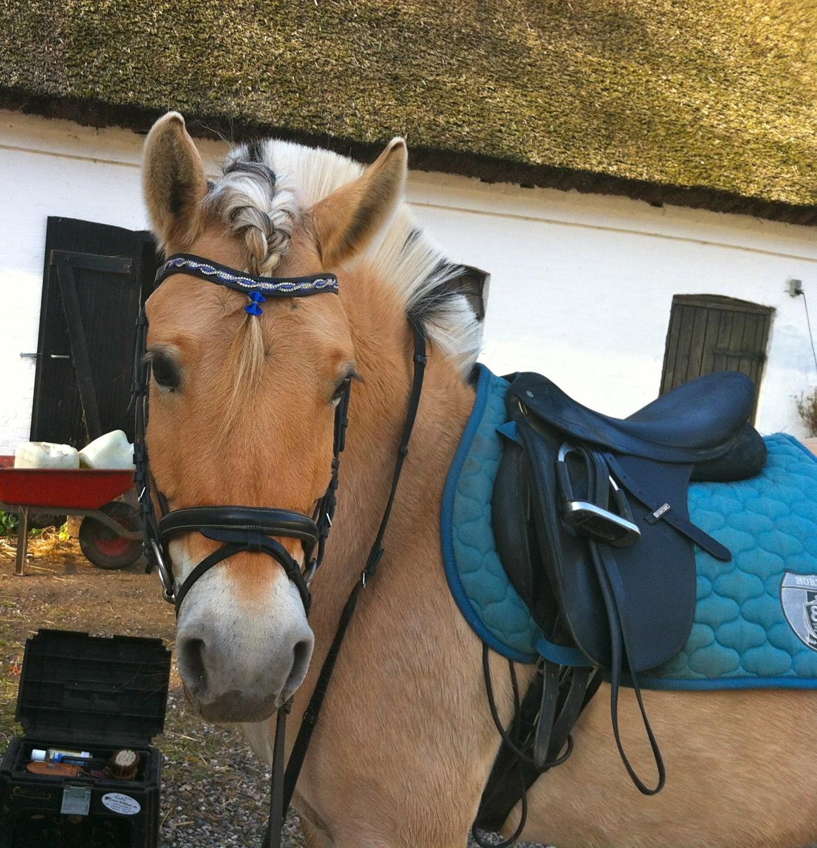 Fjordhest Hjorthøj´s Note - Lille-pigen efter træning :D billede 4