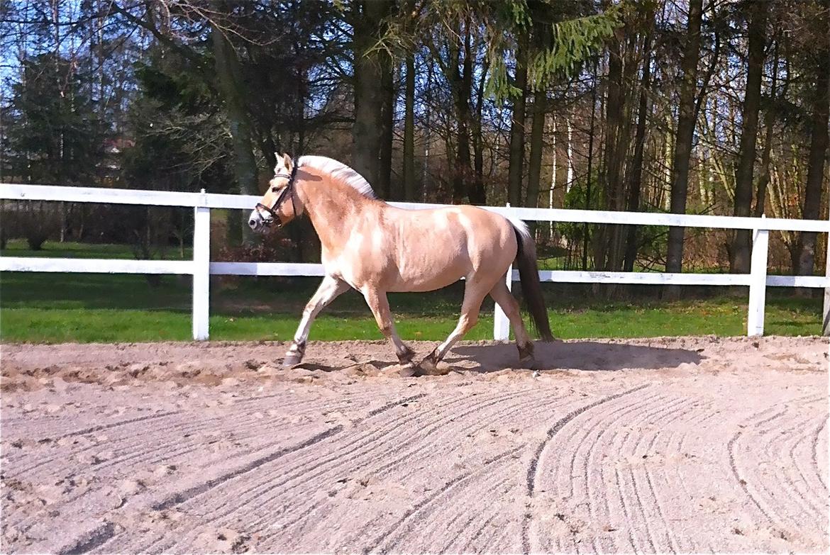 Fjordhest Hjorthøj´s Note billede 3