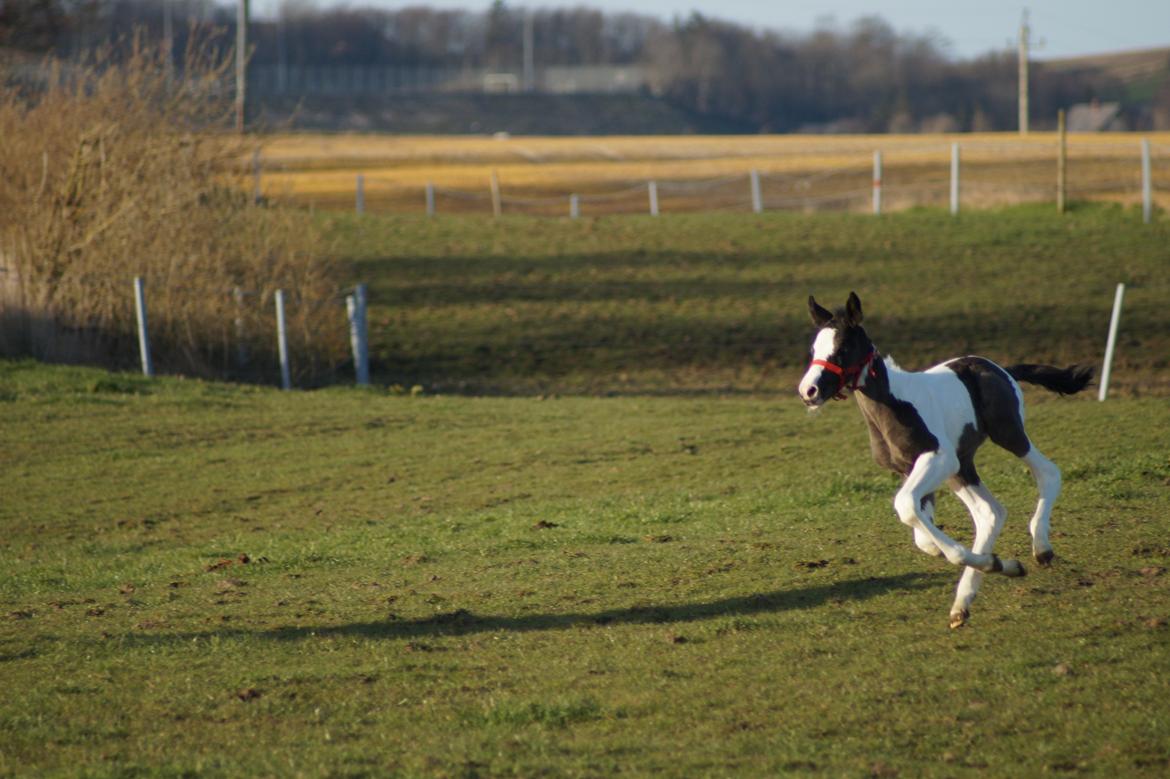 Barockpinto Elaja billede 10