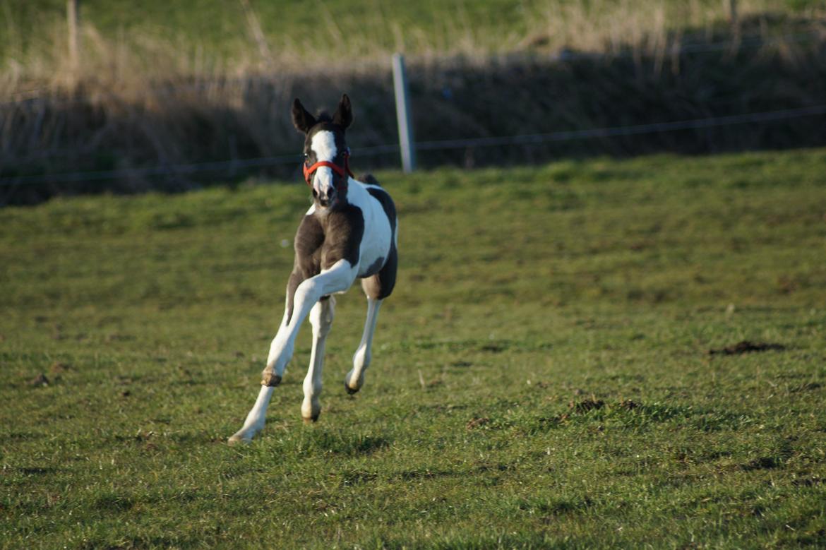 Barockpinto Elaja billede 12