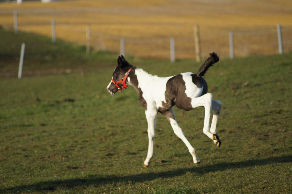 Barockpinto Elaja billede 13