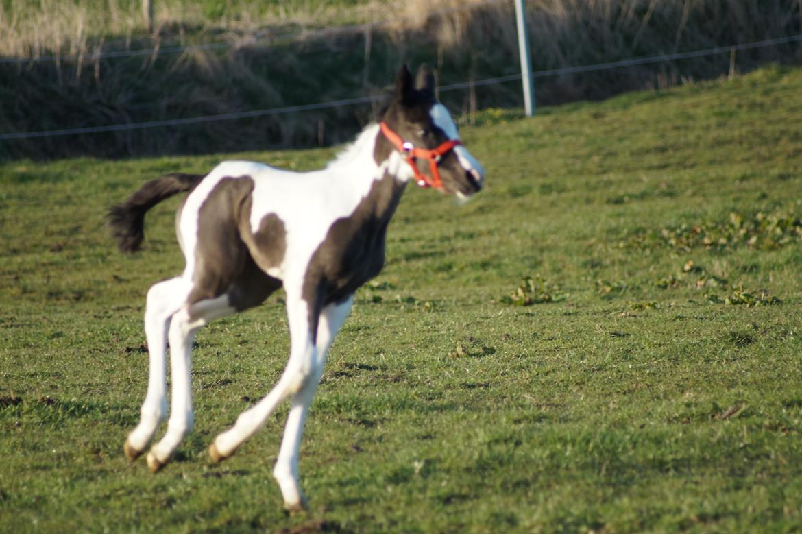 Barockpinto Elaja billede 14