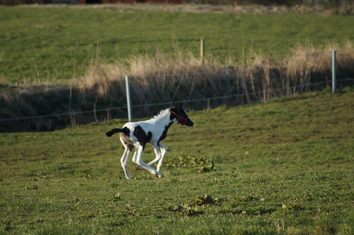 Barockpinto Elaja billede 11