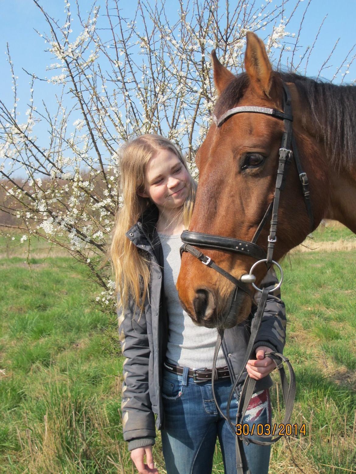 Dansk Varmblod Sir Lancelot - Forår 2014 - taget af Caroline billede 7