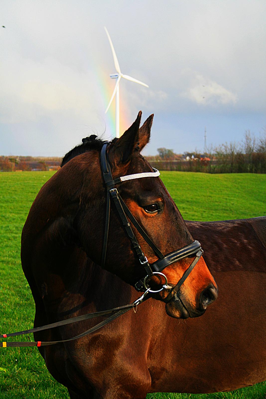 Knabstrupper Bakgårdens Indiana - Marts på ANE 2014 Foto: Truntemor billede 1