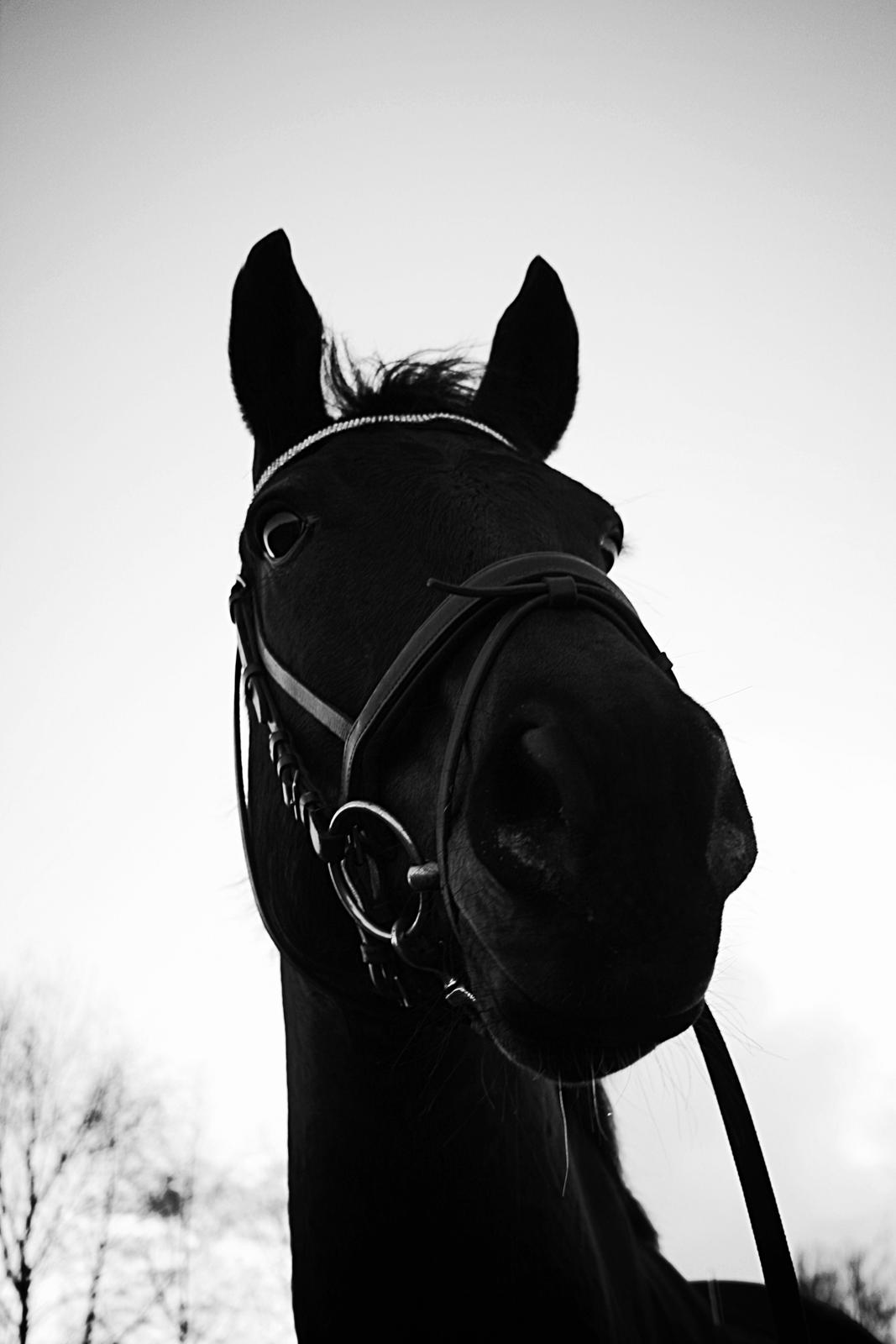 Knabstrupper Bakgårdens Indiana - Fra samme shoot som tidligere, Marts 2014 Foto: Mig billede 8