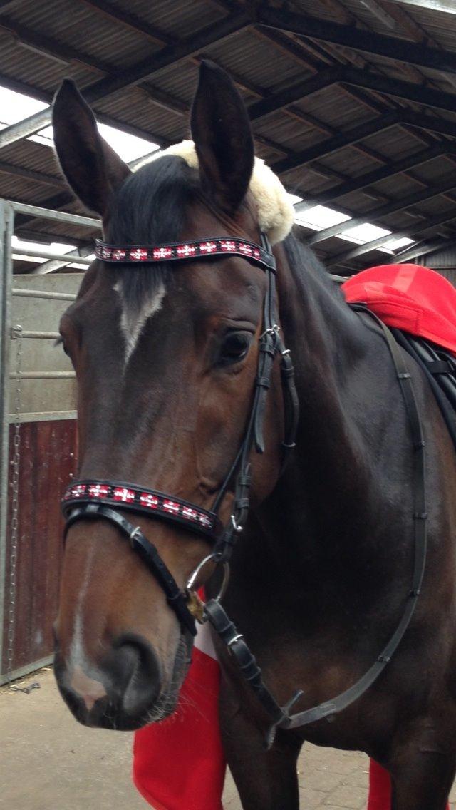 Dansk Varmblod Do Mali` billede 23