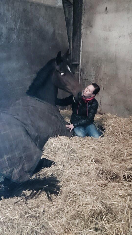 Dansk Varmblod Do Mali` billede 24