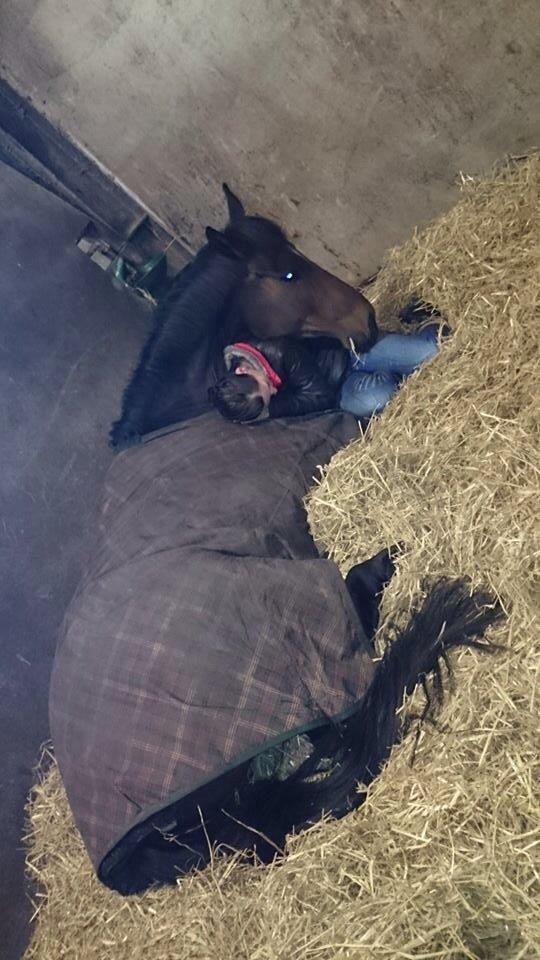 Dansk Varmblod Do Mali` billede 25