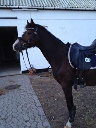 DSP Gondeur billede 9