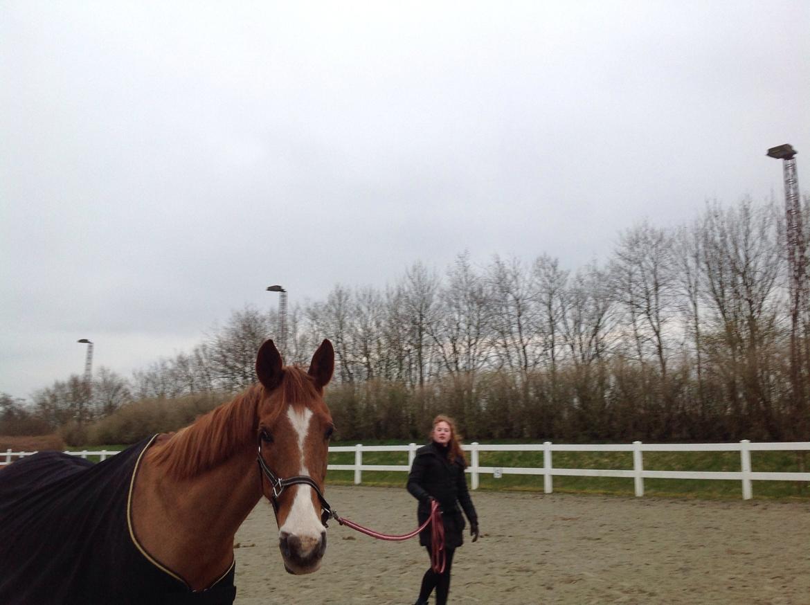 Anden særlig race Sascha - Januar 2014. billede 10