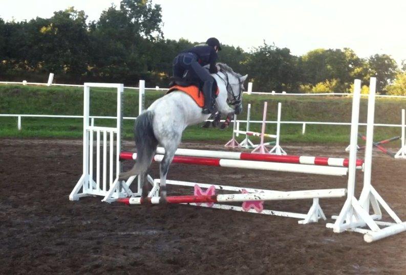 Anden særlig race Cæsar billede 13