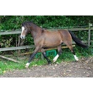 Welsh Pony (sec B) Bjerregårds Quint, kaldet Basse billede 1