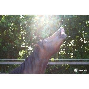 Welsh Pony (sec B) Bjerregårds Quint, kaldet Basse billede 2