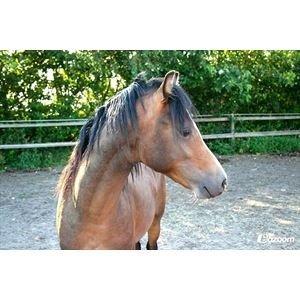 Welsh Pony (sec B) Bjerregårds Quint, kaldet Basse billede 3