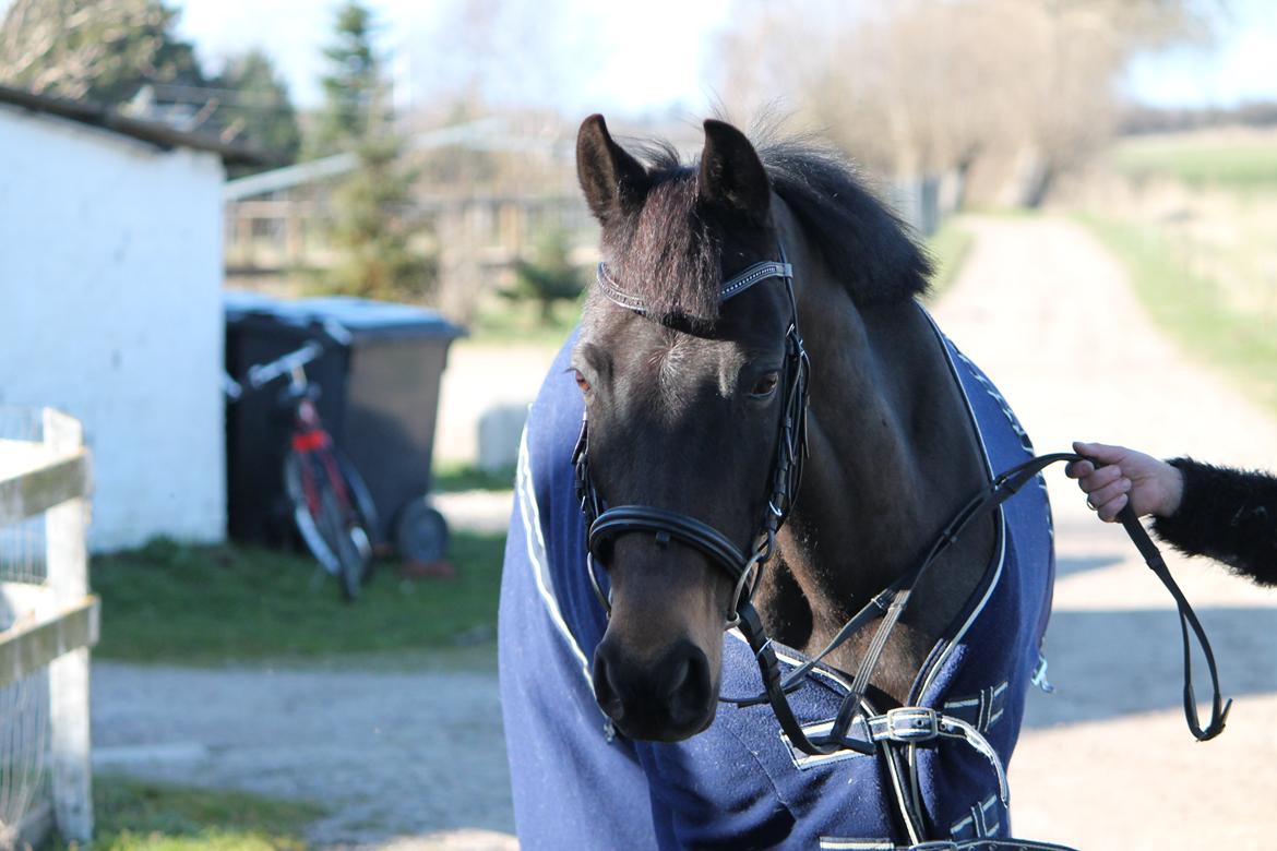 Hollandsk Sportspony NAPIRAI - Ude og gå en tur. <3 billede 23