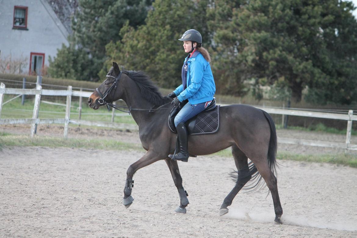 Hollandsk Sportspony NAPIRAI - Søde ponyyyyyy billede 22