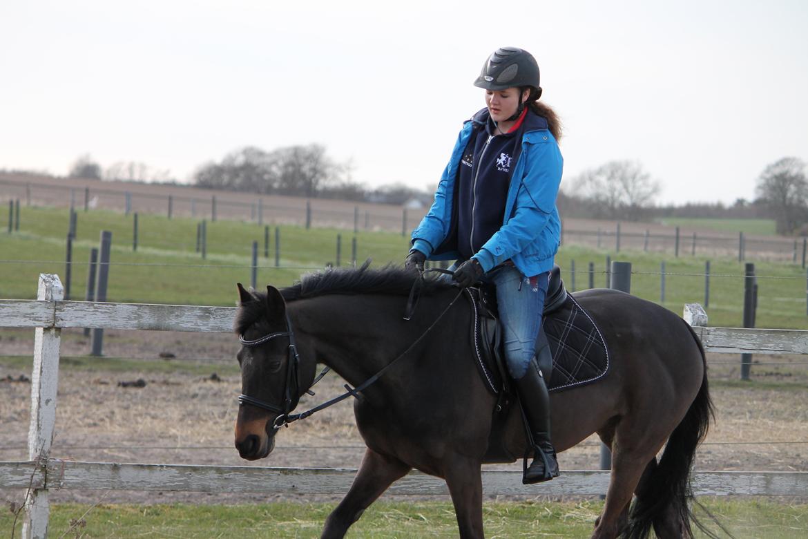 Hollandsk Sportspony NAPIRAI - d: <3 billede 11