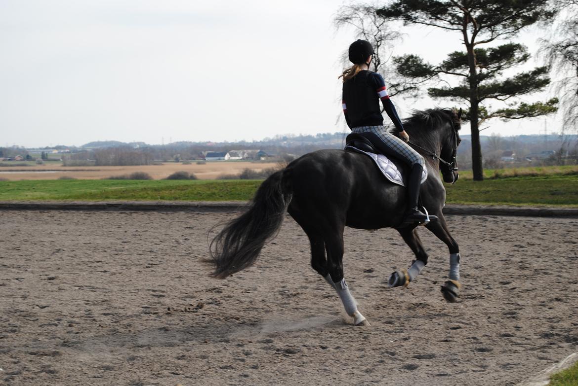 New Forest Southforks Athos - Galop! billede 7