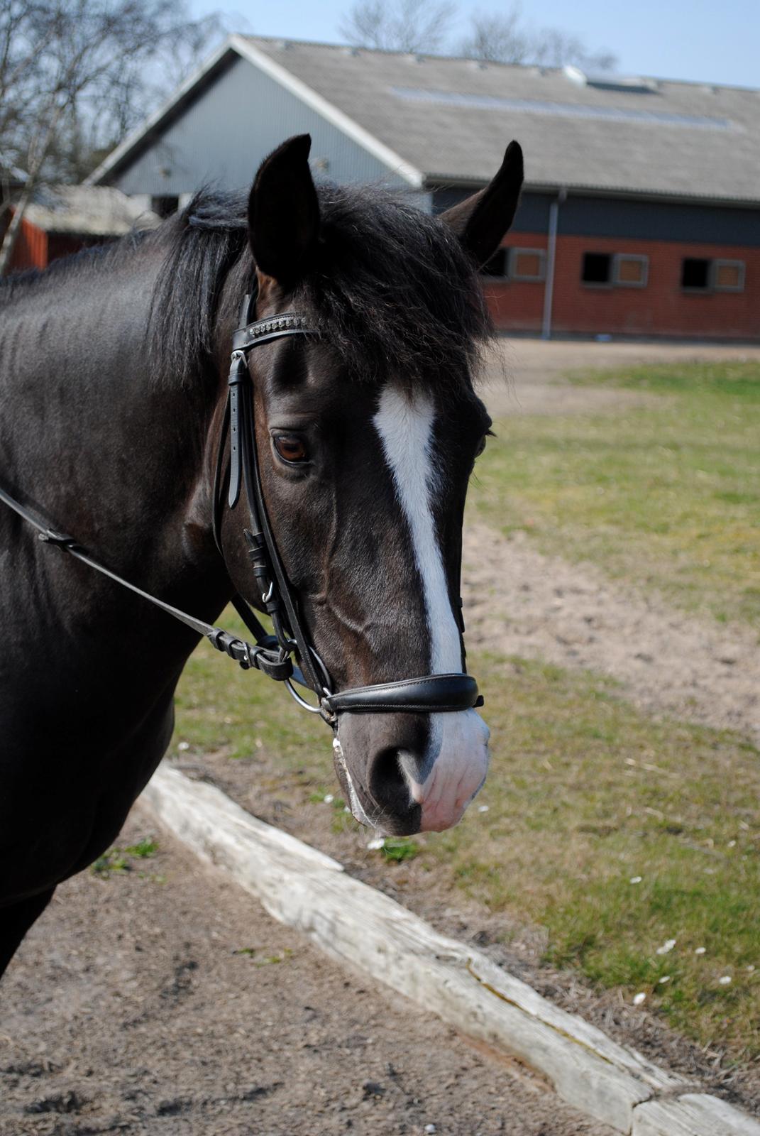 New Forest Southforks Athos - Sødeste Athos <3 billede 3