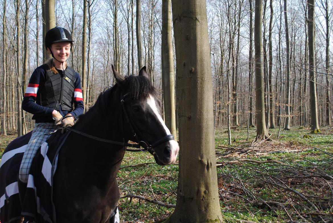 New Forest Southforks Athos billede 9