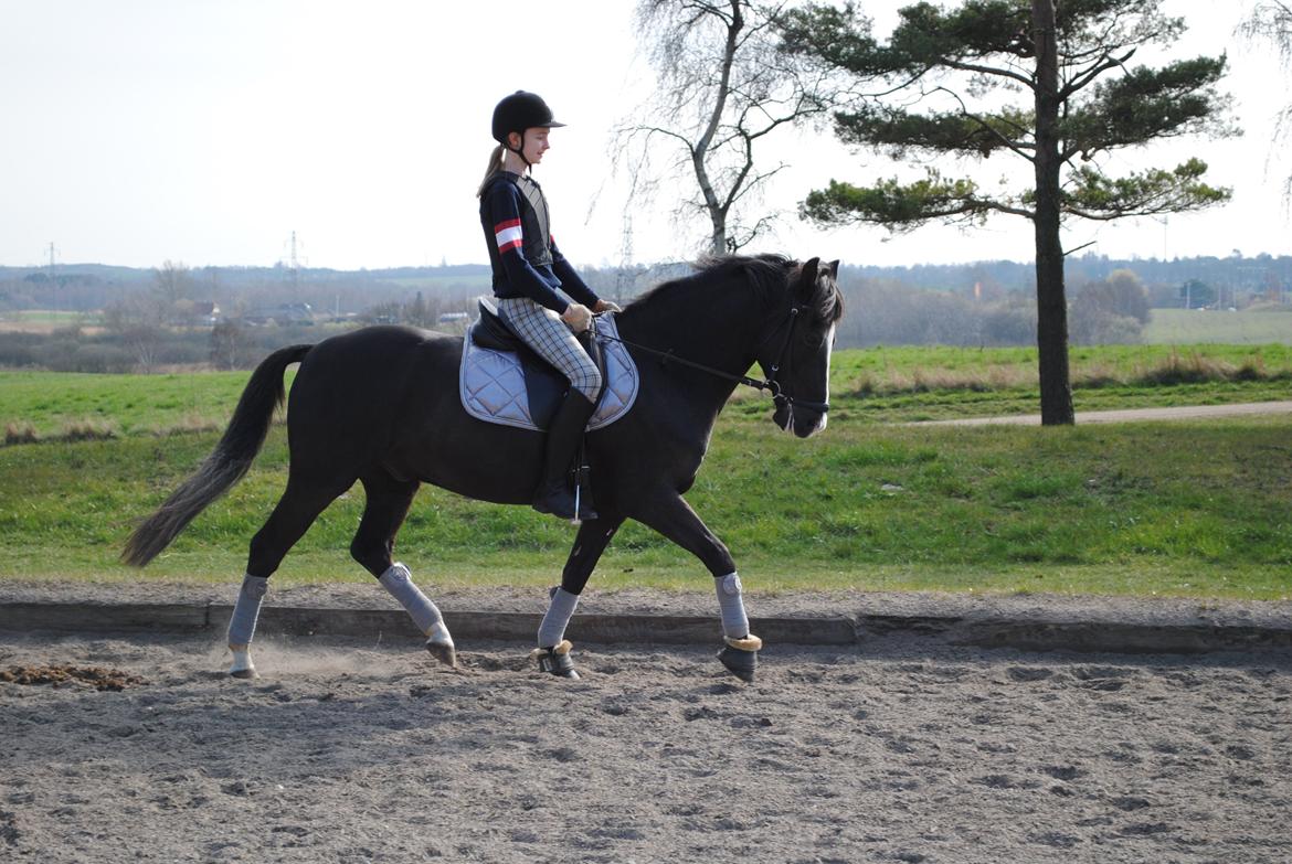 New Forest Southforks Athos billede 2