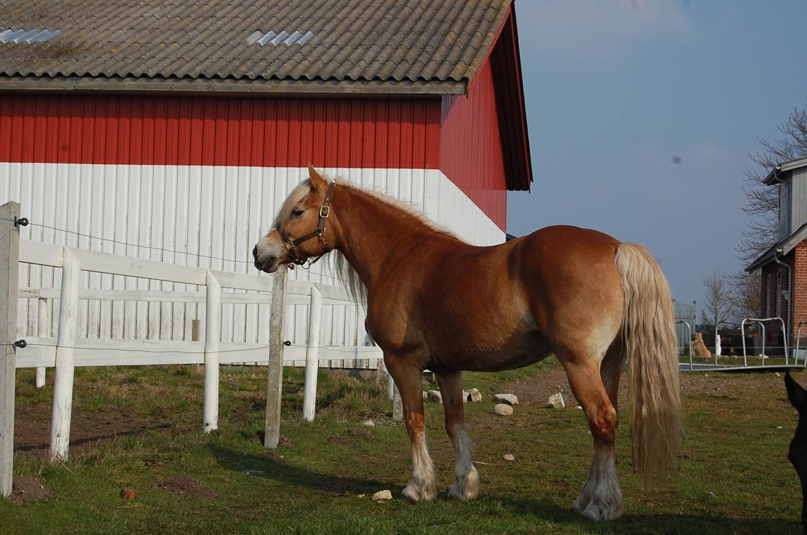 Haflinger Mille;-* billede 16