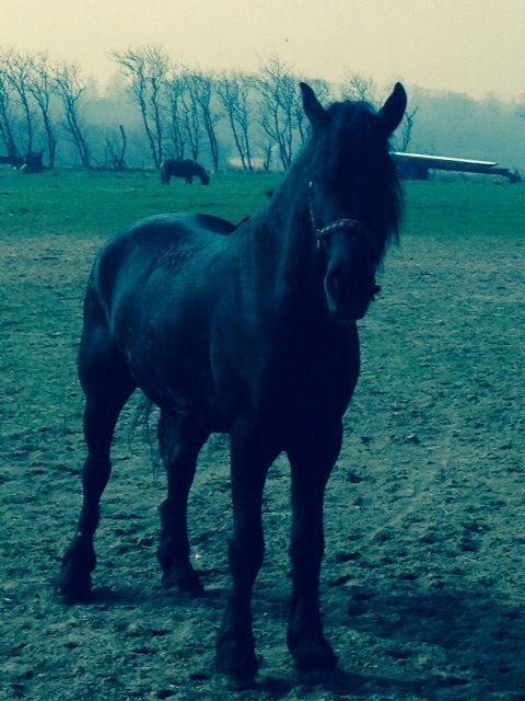 Frieser Tjark billede 3