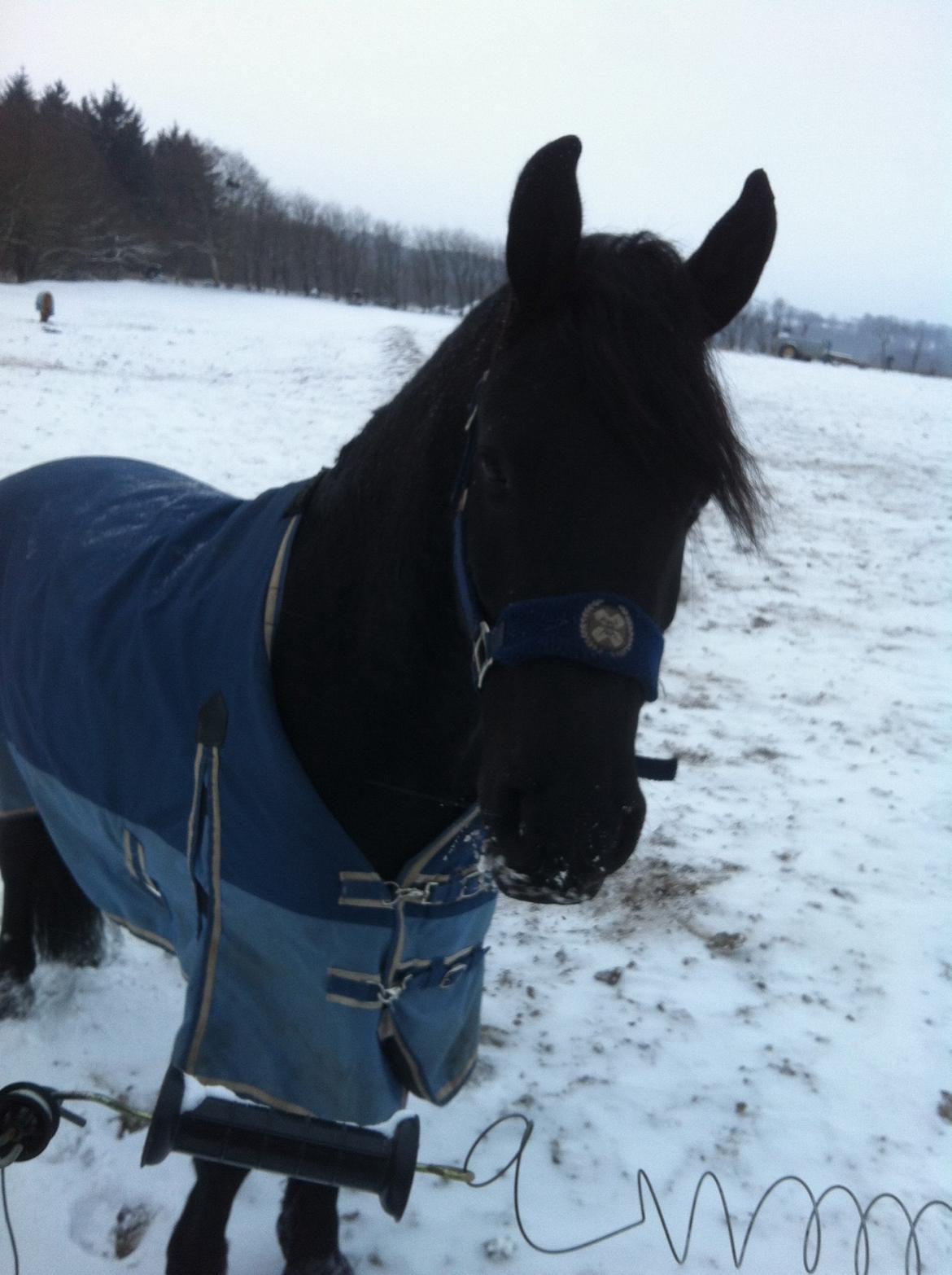 Frieser Tjark billede 4