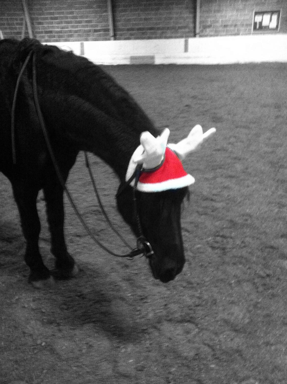 Frieser Tjark billede 5